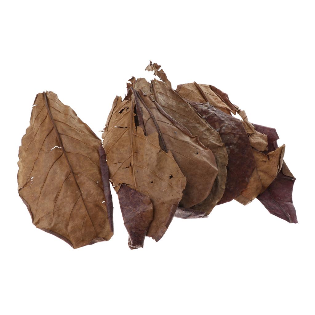 Aquarium Fish Betta - Fish Aquariums Indian Almond Leaves Brown