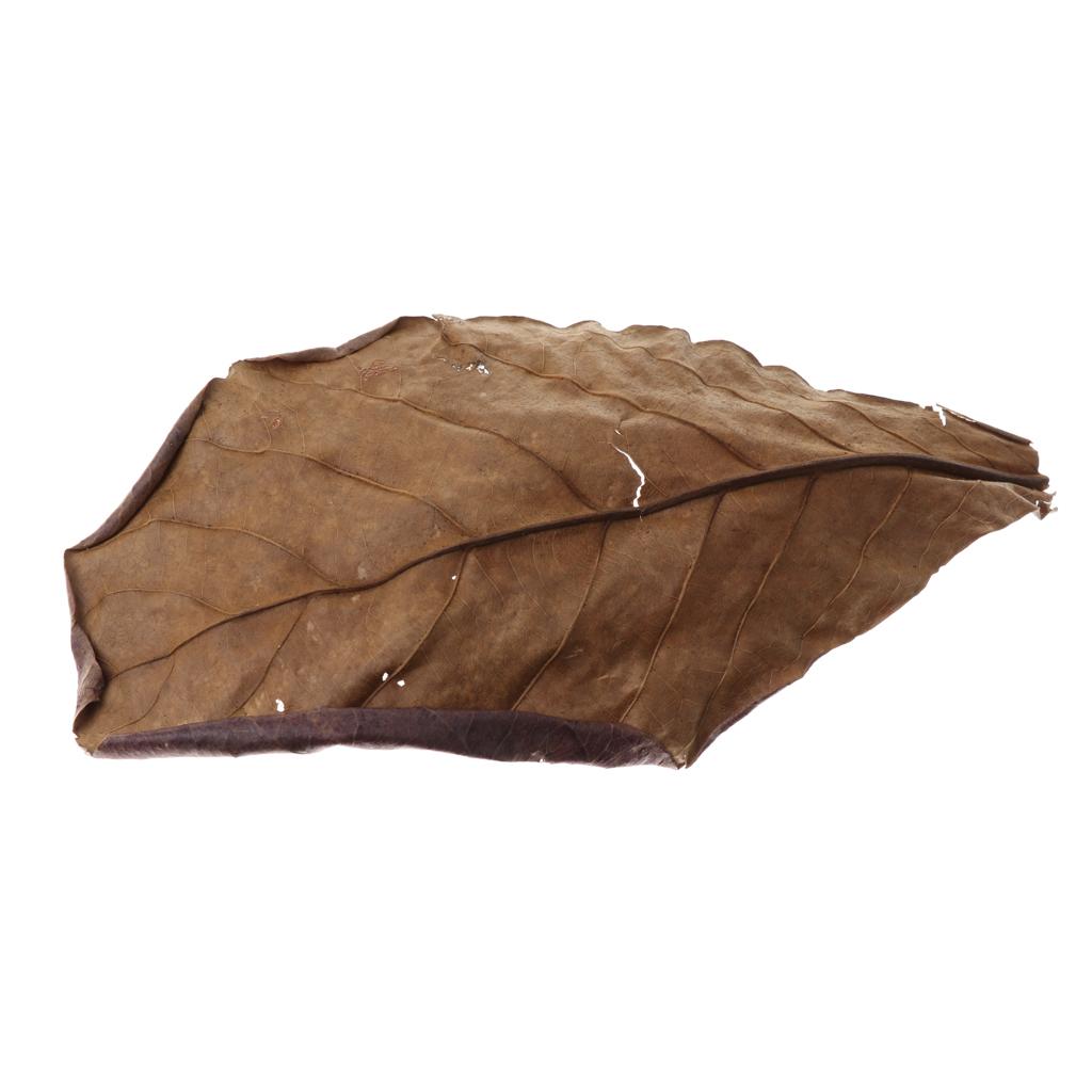 Fish Aquariums Indian Almond L - огляд і ціна Aquarium Fish Betta